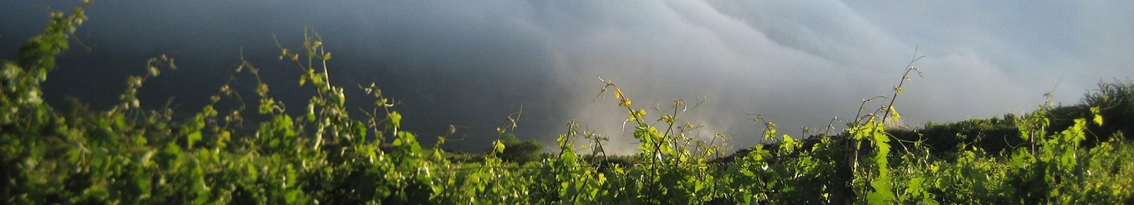 Viñedos